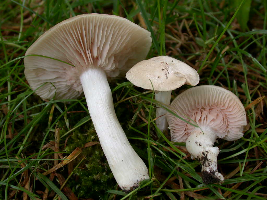 Sotto alberi fruttiferi ....